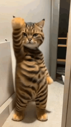 cat